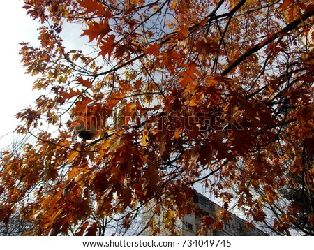 Urban Autumn- City, Trees and Bushes