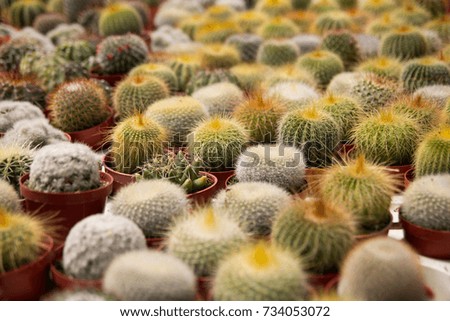 Mini cactus for sale in Cameron Highland, Malaysia. Selective focus.