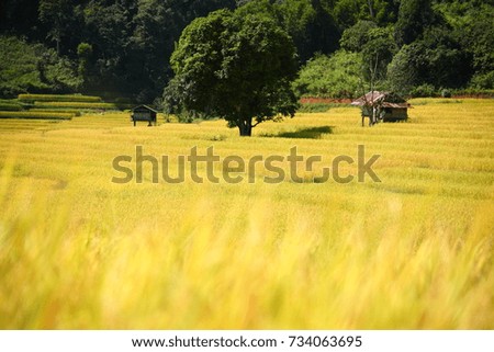 Golden wheat field and small hut with beautiful nature sunlight landscape. Selective focus.