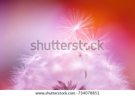 Flower in macro. Dandelion. Delicate bright image. Backgrounds, wallpaper, desktop, postcard, cover.