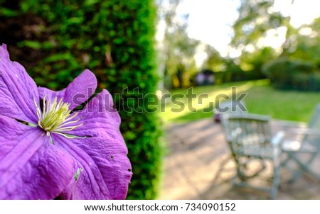 Close-up, shallow focus view of a late autumn purple flower seen together with out of focus garden furniture in a large, rural garden before sunset.