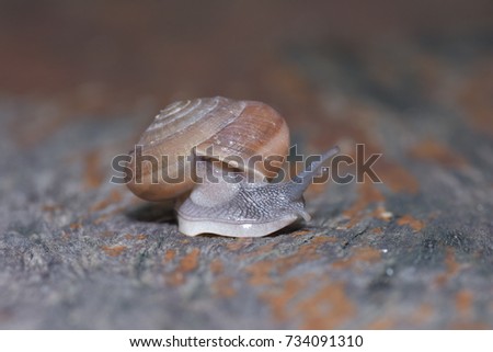 Snail, On the wood, Close-up