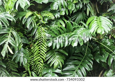 leaves in the tropical forest, Fresh green leaves background in the garden sunlight. Texture of green leaves, Fern leaf in Forest. Garden and Green wall.  Royalty-Free Stock Photo #734093302