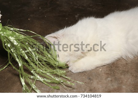 white Persian cat is playing by bite green plastic on cement floor