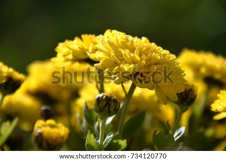 pearls of dew, Chrysanthemums in autumn with dewdrops