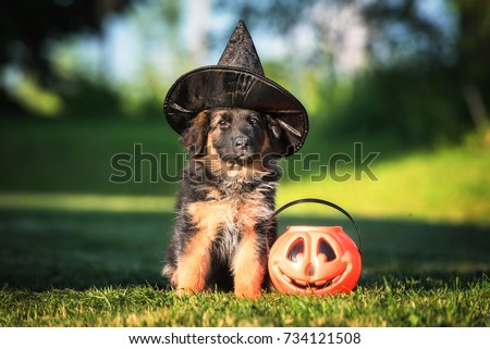 Dressed german shepherd puppy with a halloween pumpkin
