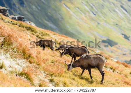 wild goats in the mountain meadows eating grass in late autumn in bright sunlight