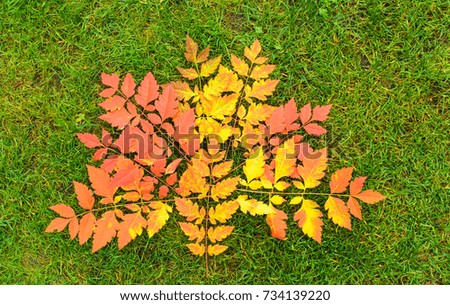 Autumn concept, red, yellow, bright leaves on the green grass