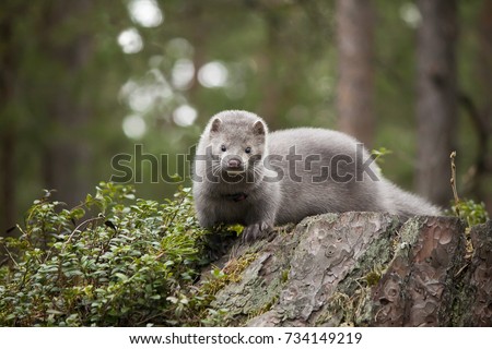 Young mink in the wood on the stub Royalty-Free Stock Photo #734149219