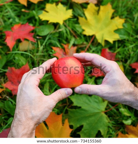 Red ripe apple in man hands, blurred maple leaves and greed grass, autumn background. Guy gently and carefully holding sweet and fresh fruit by fingers