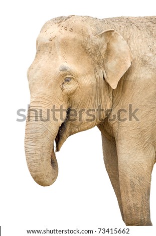 Elephant trunk closeup, isolated on  white background.