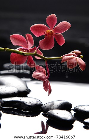 Spa still life with branch red orchid with black stones