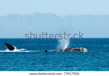 Blowing Southern Right Whale near Cape Town Royalty-Free Stock Photo #73417006