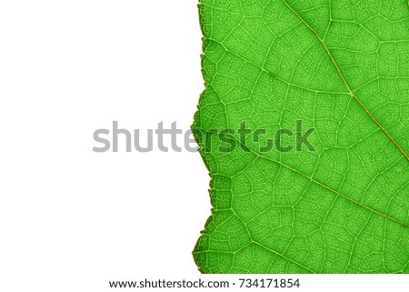 leaf texture for background and study