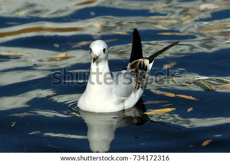 Black-headed gull.A young bird, the plumage of a young bird. Autumn, October.