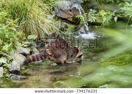 Raccoon in a creek