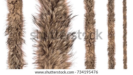 Set of fur fox on an isolated white background. Different sizes of fur belts for sewing. Royalty-Free Stock Photo #734195476