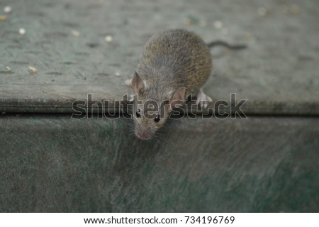 Mouse Royalty-Free Stock Photo #734196769