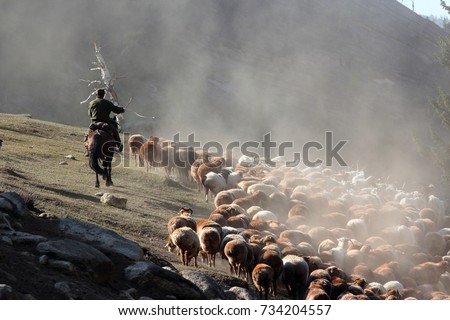 Keketuohai Scenic area, Fuyun, Altay, Xinjiang, China- September 12,2017 :Nomadic conversion of grazing sites.