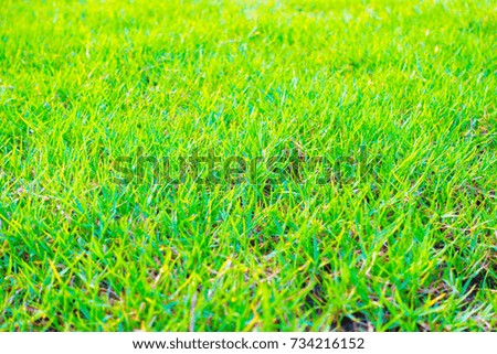 Green grass texture or background 