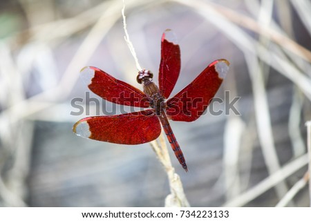 Dragonfly Colorful red 
Top view
