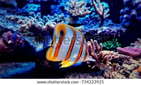 Copperrband butterfly fish