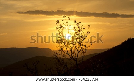 Tree against the golden sunset 