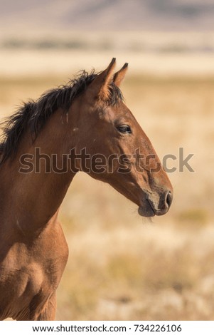 Wild Horse (Mustang) in the  Utah Desert