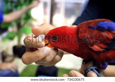 Red Conure bird eating food from women hand