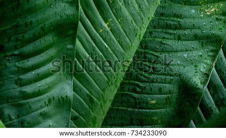 Tropical leaves with raindrops 