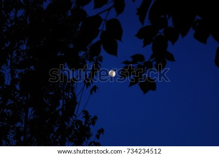 The Moon Behind Silhouette Tree Branch
