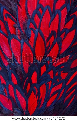 Beautiful abstract background consisting of red hen saddle feathers