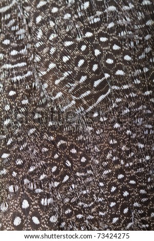 Beautiful abstract background consisting of guinea fowl feathers