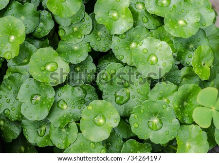 Water drops on fresh green leaf, Royalty-Free Stock Photo #734264197