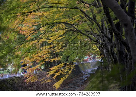 beautiful color tree and river in Japan