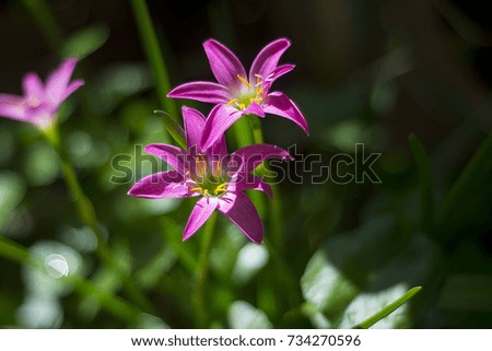 Pink flower is beautiful in the garden