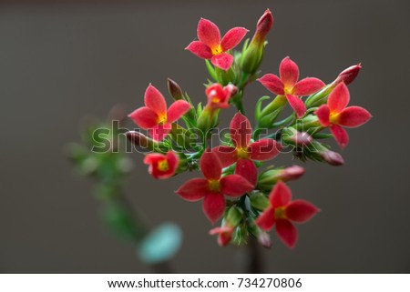 Red longevity flower,winter pot kalanchoe,fleshiness