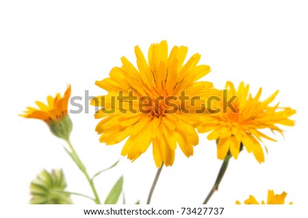 close up of a few yellow wild daisies on a white background