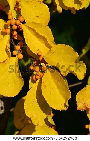 Detail of bright yellow autumn leaves and berries of trumpet creeper plant Campsis Radicans, native to Eastern United States