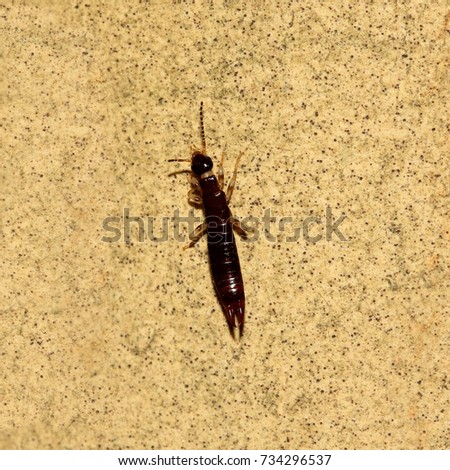 Earwig insect - Close up photograph of an earwig or similar insect. Selective focus on the insect. 