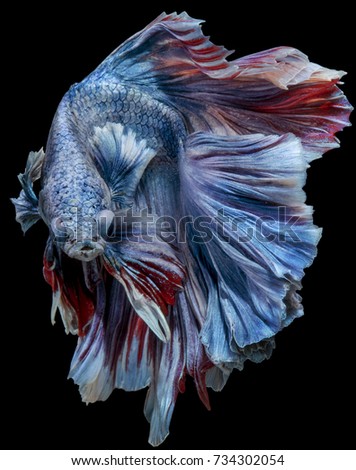 Betta Fish fancy halfmoon movement on darkness Background with clipping path