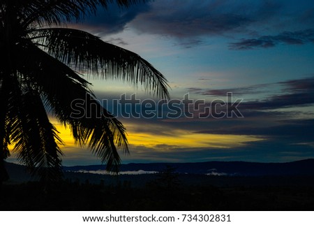 Palm tree silhouette with sky before sunrise