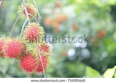 rambutan tree. The fruit is reddish with feathers, with a fleshy texture on the inside.