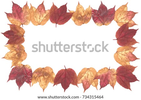 Autumn Leaves Isolated on white background