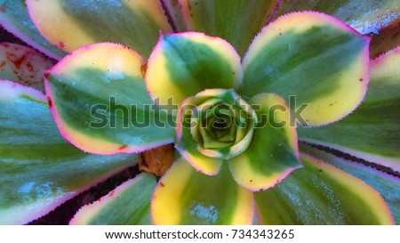Aeonium, Sunburst Succulent