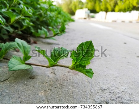 closeup of green leaves on a footpath 