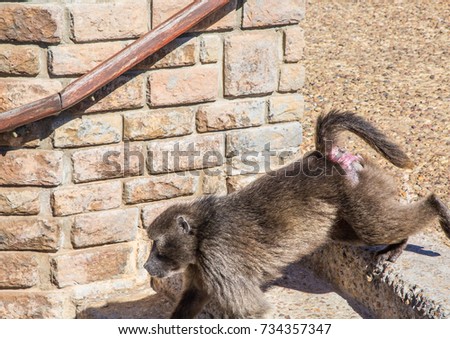 Chacma baboon aka papio ursinus at Cape Point near Cape Town in South Africa