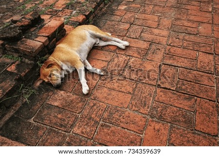 Many nomadic dogs are lying in places within the temple area.