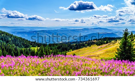 Hiking through alpine meadows covered in pink Fireweed wildflowers in the high alpine near the village of Sun Peaks, in the Shuswap Highlands in central British Columbia Canada Royalty-Free Stock Photo #734361697