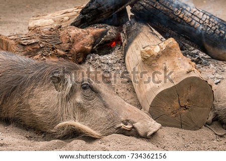 Wild warthog keeps warm sleeping next to an open campfire. Swaziland